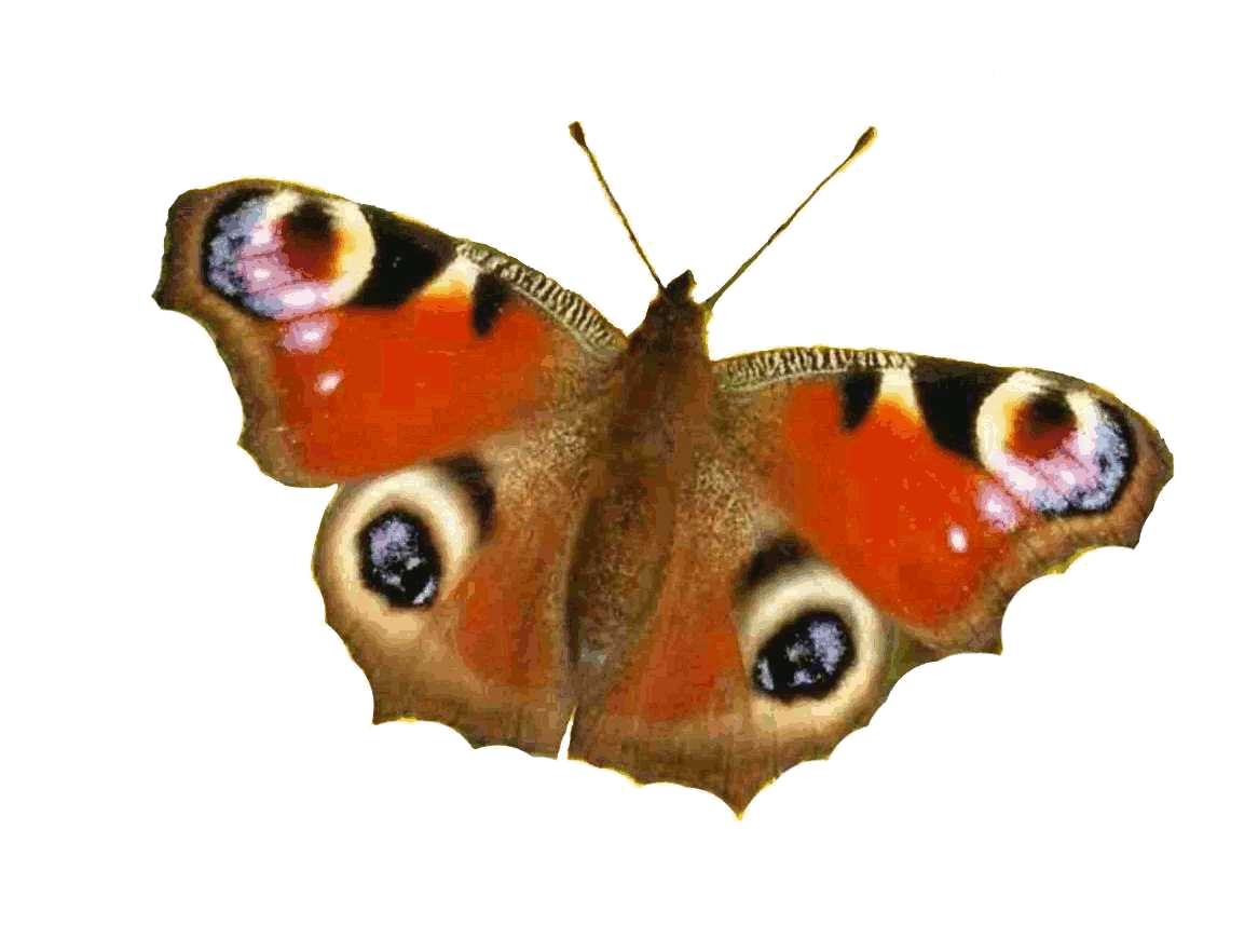 Kreative Menschen und ihre Schmetterlinge